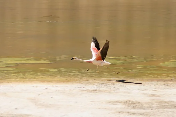 Indítási Kísérlet Flamingó — Stock Fotó