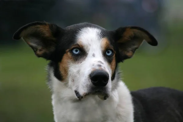 Porträt Eines Süßen Hundes — Stockfoto