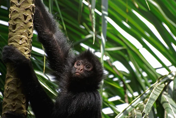 Cierre Mono Selva — Foto de Stock