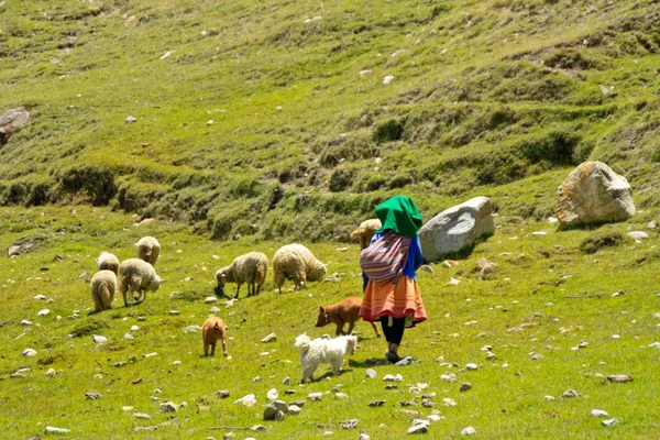 Shepherdess Andes — Stock Photo, Image