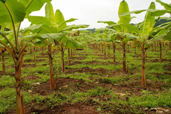 Plantacja Bananów Drzewa Tropikalne — Zdjęcie stockowe