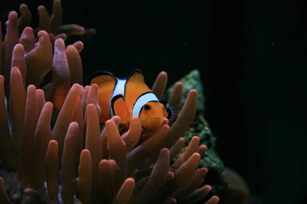 Pez Payaso Arrecife Submarino Con Peces —  Fotos de Stock