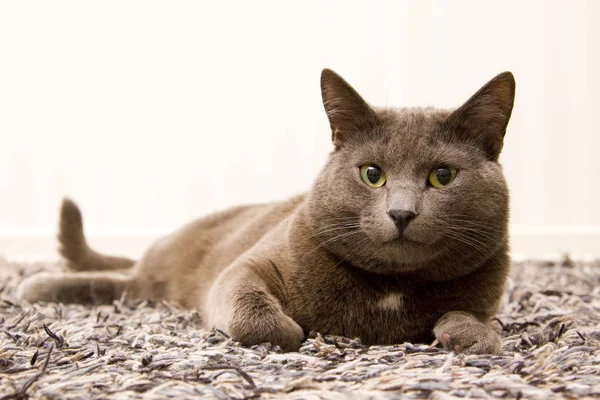 Niedlich Und Neugierig Flauschige Katze — Stockfoto