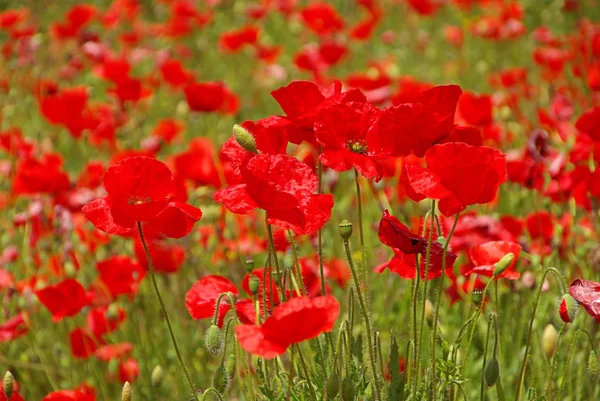 Vista Cerca Hermosas Flores Amapola Silvestre —  Fotos de Stock