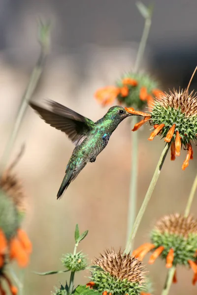 Malerischer Vogelschuss Der Outdoor Szene — Stockfoto