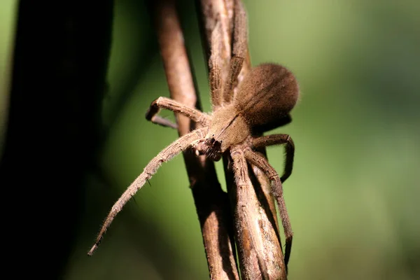 恐ろしいクモの動物捕食者 — ストック写真