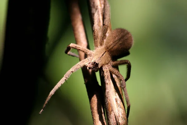 Effrayant Araignée Animal Prédateur — Photo