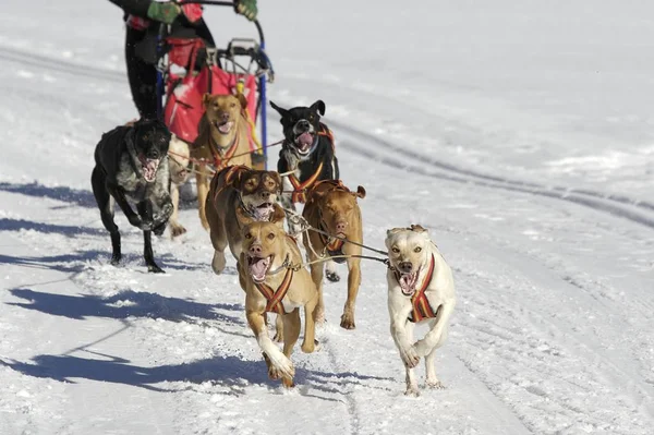 Perros Que Duermen Nieve —  Fotos de Stock