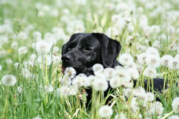 Portret Van Een Schattige Hond — Stockfoto