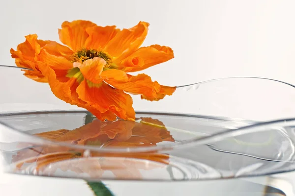 Nahaufnahme Von Schönen Wilden Mohnblumen — Stockfoto