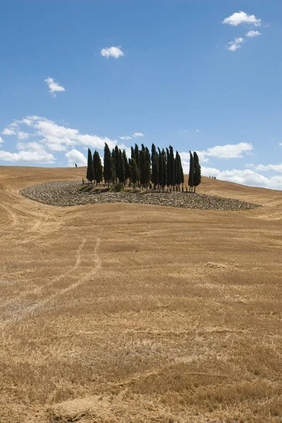 Baumgruppe Auf Feld — Stockfoto