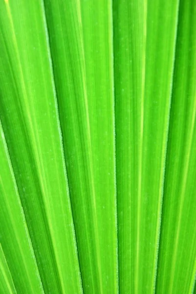 Green Tropical Palm Leaf Background — Stock Photo, Image