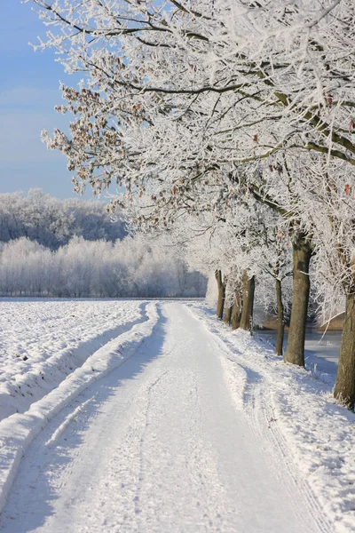 Vista Uma Cena Inverno — Fotografia de Stock