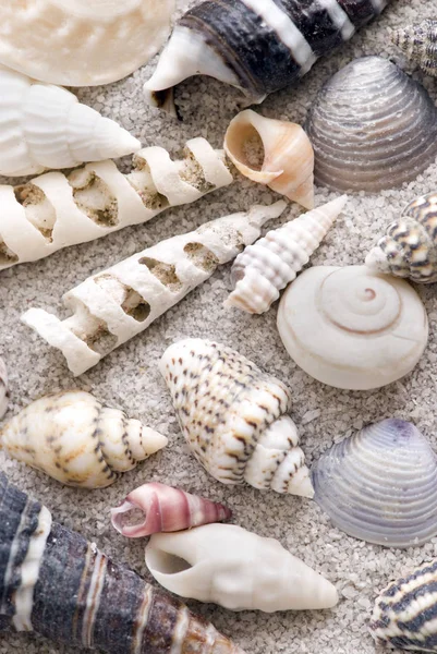 Sea Shell Mollusk Shells — Stock Photo, Image
