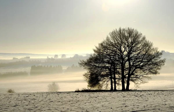 Eifel Est Une Chaîne Montagnes Basses Ouest Allemagne Est Belgique — Photo