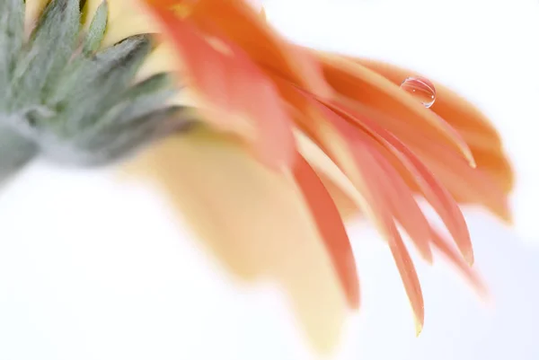 Gerbera Yaz Çiçeği Çiçek Yaprakları — Stok fotoğraf