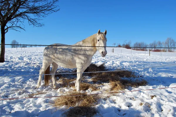 Kůň Ohradě — Stock fotografie