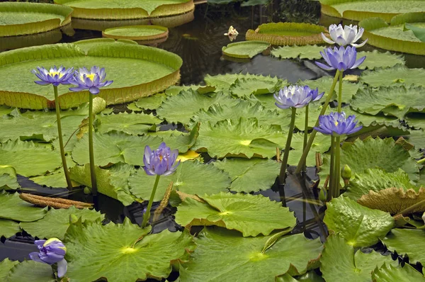 giant water lily,nymphea giganthea