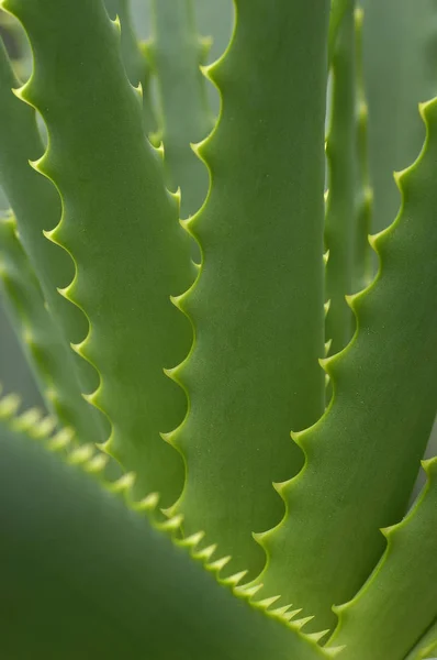 Planta Verde Tropical Cactus Suculentos — Foto de Stock