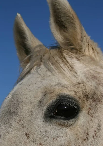 Portrait Cheval Dans Champ — Photo