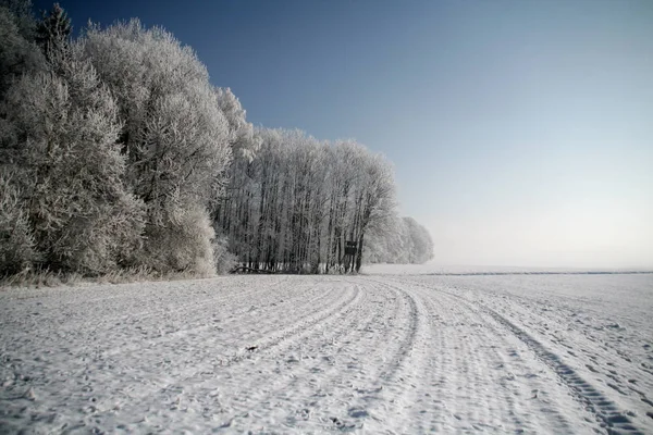 Vinter Skog Natur Bakgrund — Stockfoto