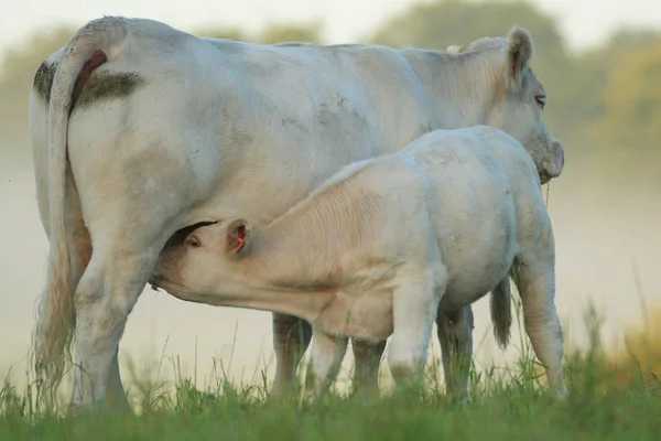 Domestic Cattle Pasture — Stock Photo, Image