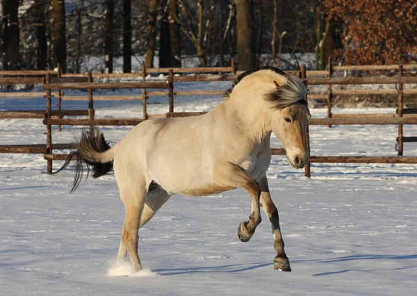 Bonito Cavalo Selvagem Natureza — Fotografia de Stock