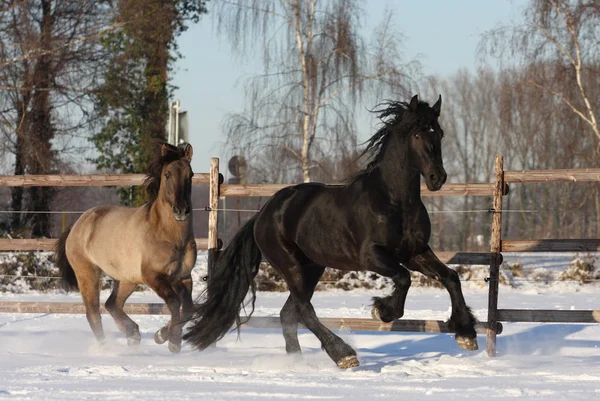 Lindo Caballo Naturaleza Salvaje — Foto de Stock