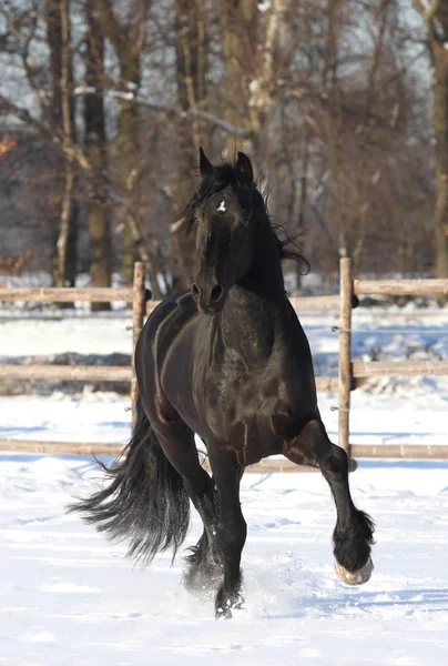 Lindo Caballo Naturaleza Salvaje — Foto de Stock