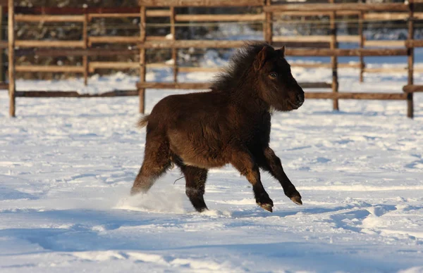 Lindo Caballo Naturaleza Salvaje — Foto de Stock