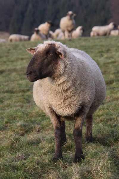 Schapen Met Zwarte Kop — Stockfoto