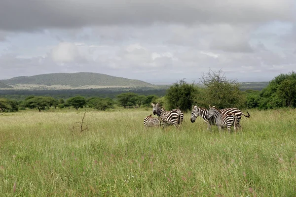 Paesaggio Africano Con Zebre — Foto Stock