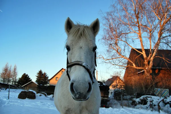 Roztomilý Kůň Divoké Přírodě — Stock fotografie