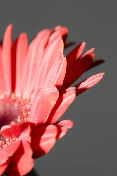 Gerbera Fleur Été Pétales Floraux — Photo