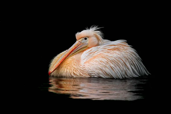 Oiseau Baignade Concept Sauvagerie — Photo