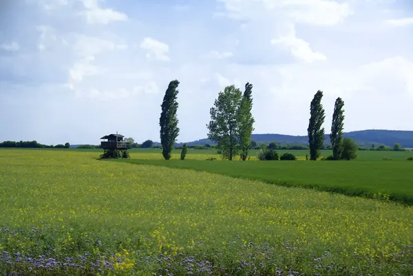 Piękne Botaniczne Ujęcie Naturalna Tapeta — Zdjęcie stockowe