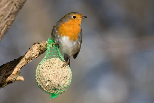 Scenic View Beautiful Robin Bird Nature — Stock Photo, Image