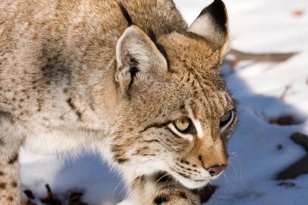 Lince Selvagem Animal Natureza Grande Gata — Fotografia de Stock