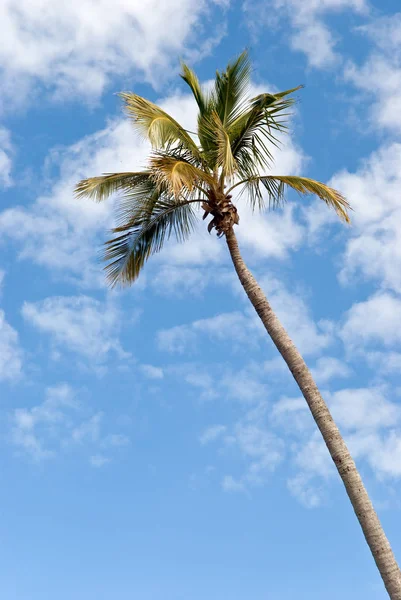 Palm Tree Miami Beach Beach Stock Photo