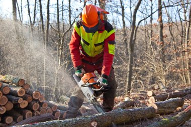 man with chainsaw cutting firewood in the forest clipart