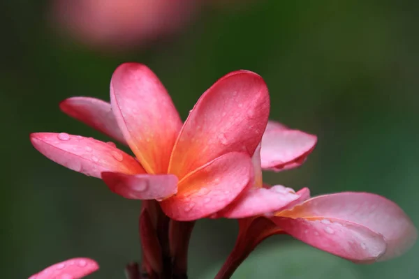 Frangipani Pétalas Flores Plumeria — Fotografia de Stock