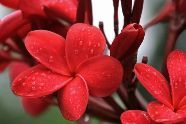 フランジパニ プルメリアの花びら — ストック写真