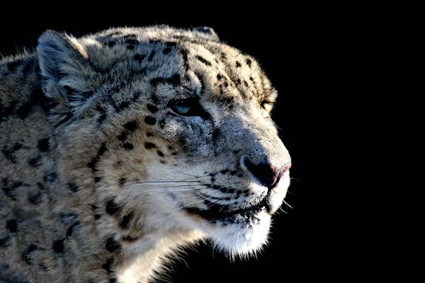Снежный Барс Хищный Кот — стоковое фото