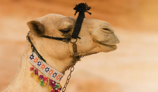 Гарний Верблюд — стокове фото