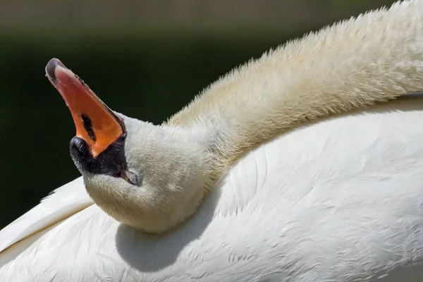 Scenic View Majestic Swan Nature — Stock Photo, Image