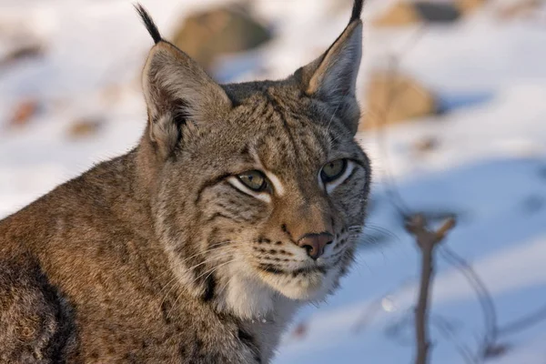 Lince Selvagem Animal Natureza Grande Gata — Fotografia de Stock