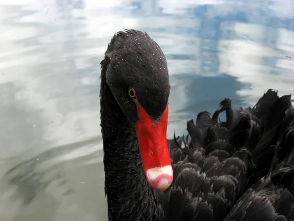 Schilderachtig Uitzicht Majestueuze Zwaan Natuur — Stockfoto