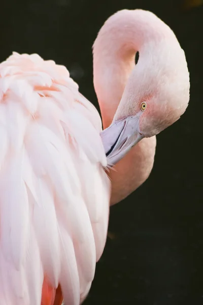 Pink Flamingo Natural Background — Stock Photo, Image