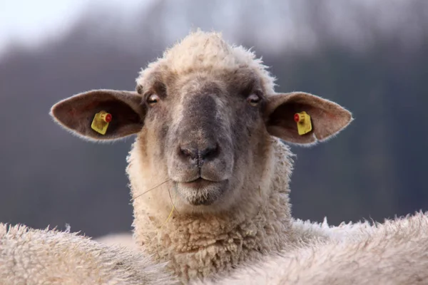 Μαυροκέφαλα Πρόβατα Από Κρέας — Φωτογραφία Αρχείου