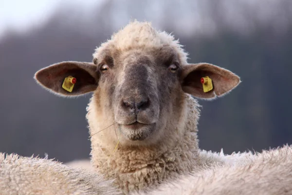 Carni Ovine Dalla Testa Nera — Foto Stock